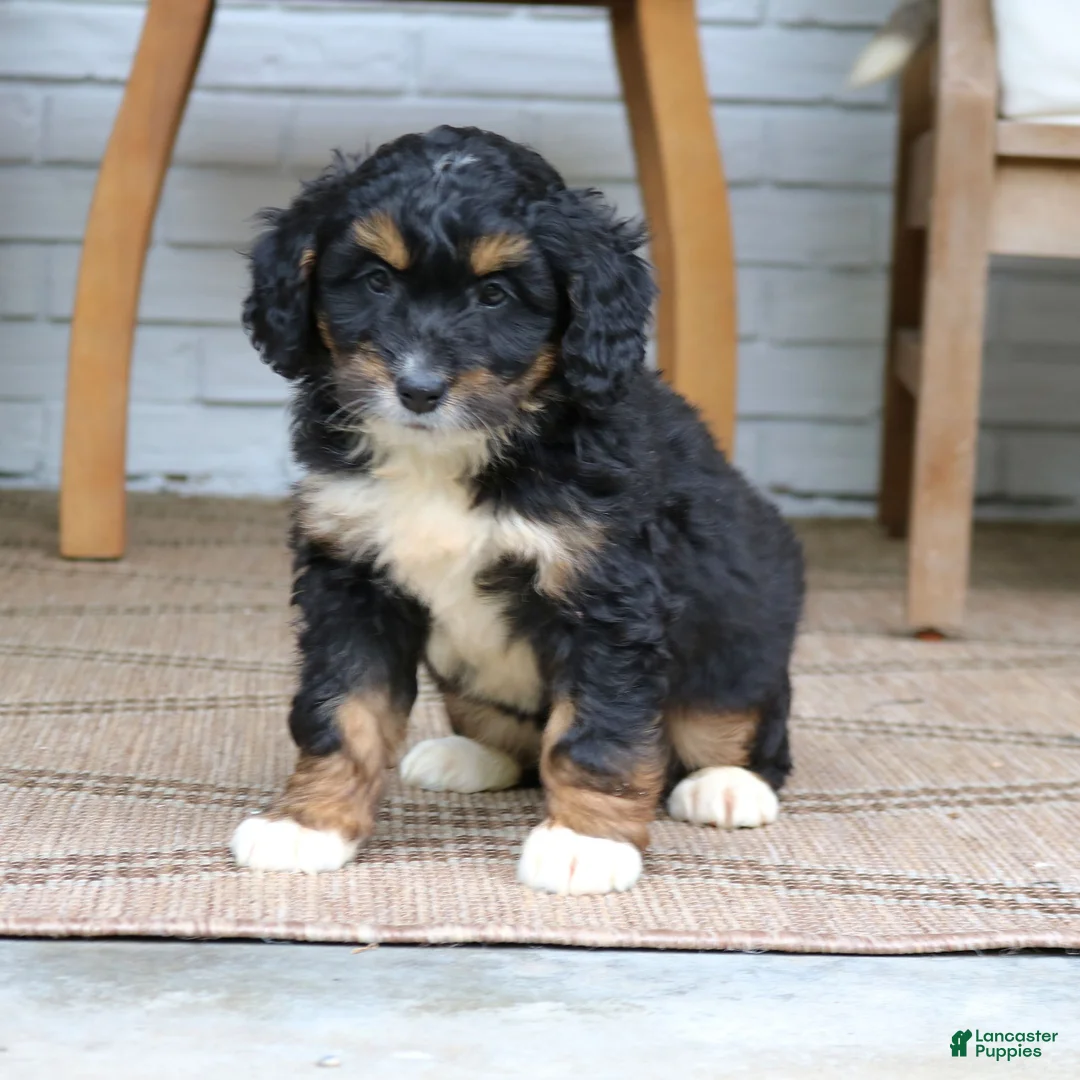 Mini Bernedoodle dogs for sale: Dakota  - Ad 2