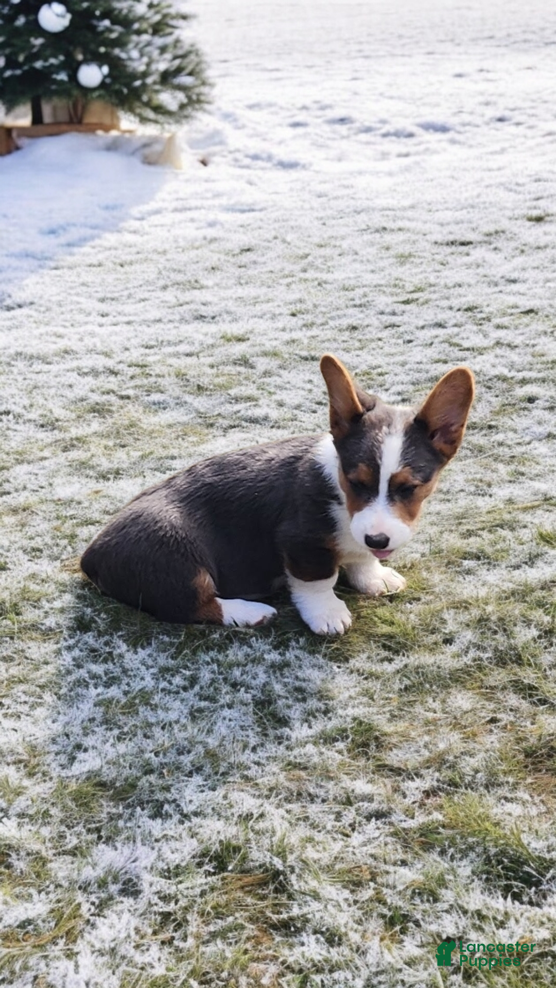 Welsh Corgi Pembroke dogs for sale: Axel Bluie - Ad 9