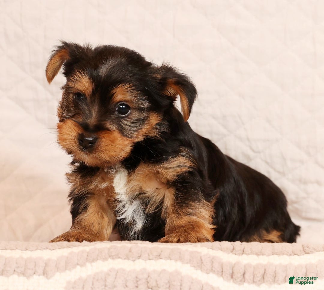 Yorkshire Terrier dogs for sale: Josh - Ad 3