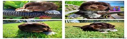 Havapoo dogs for sale: Jackson-LABOR DAY SALE-TAKE $100 OFF!!! - Ad 1