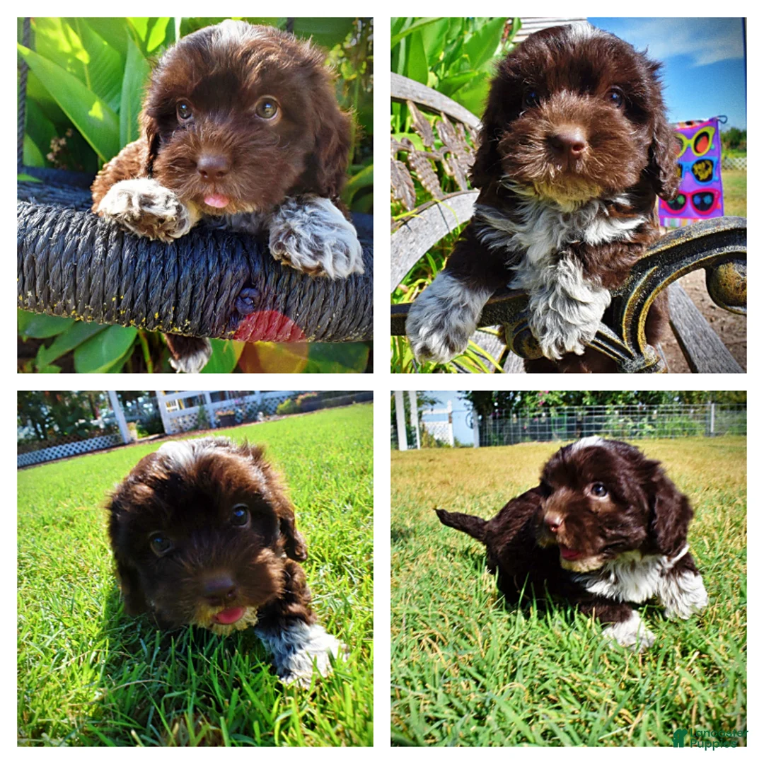 Havapoo dogs for sale: Jackson-LABOR DAY SALE-TAKE $100 OFF!!! - Ad 1