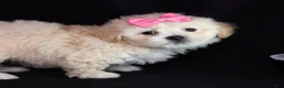 Teddy Bear dogs for sale: Constance - Ad 4