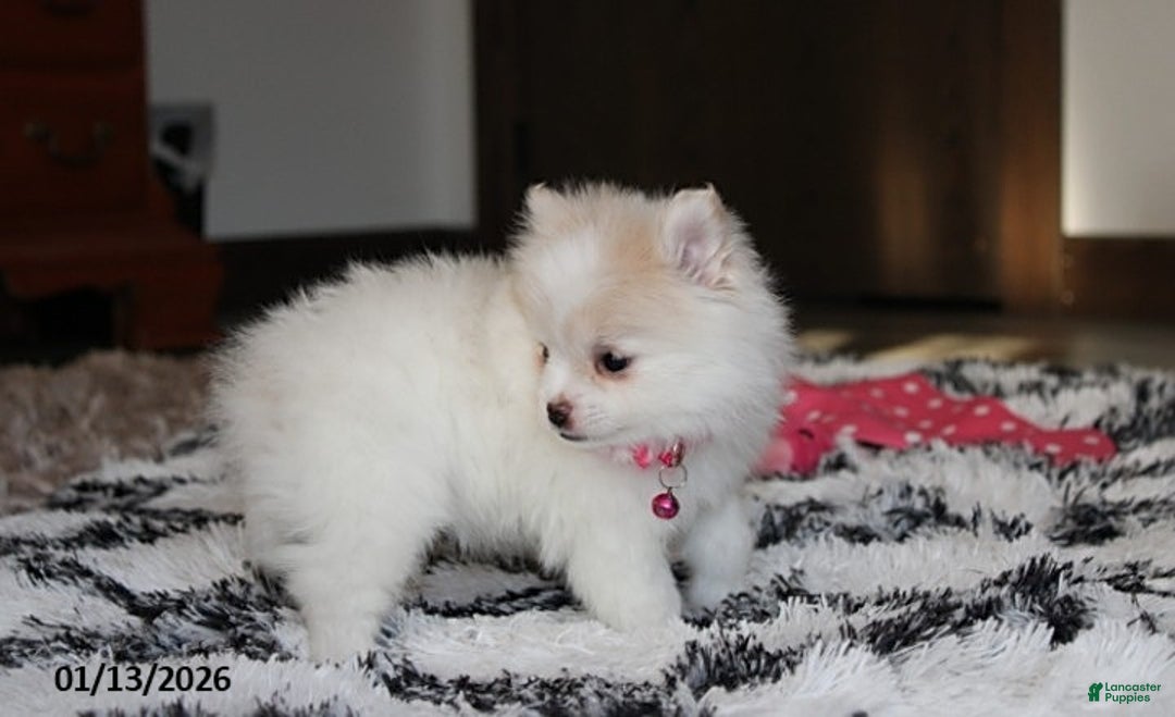 Pomeranian dogs for sale: Allie - Ad 3