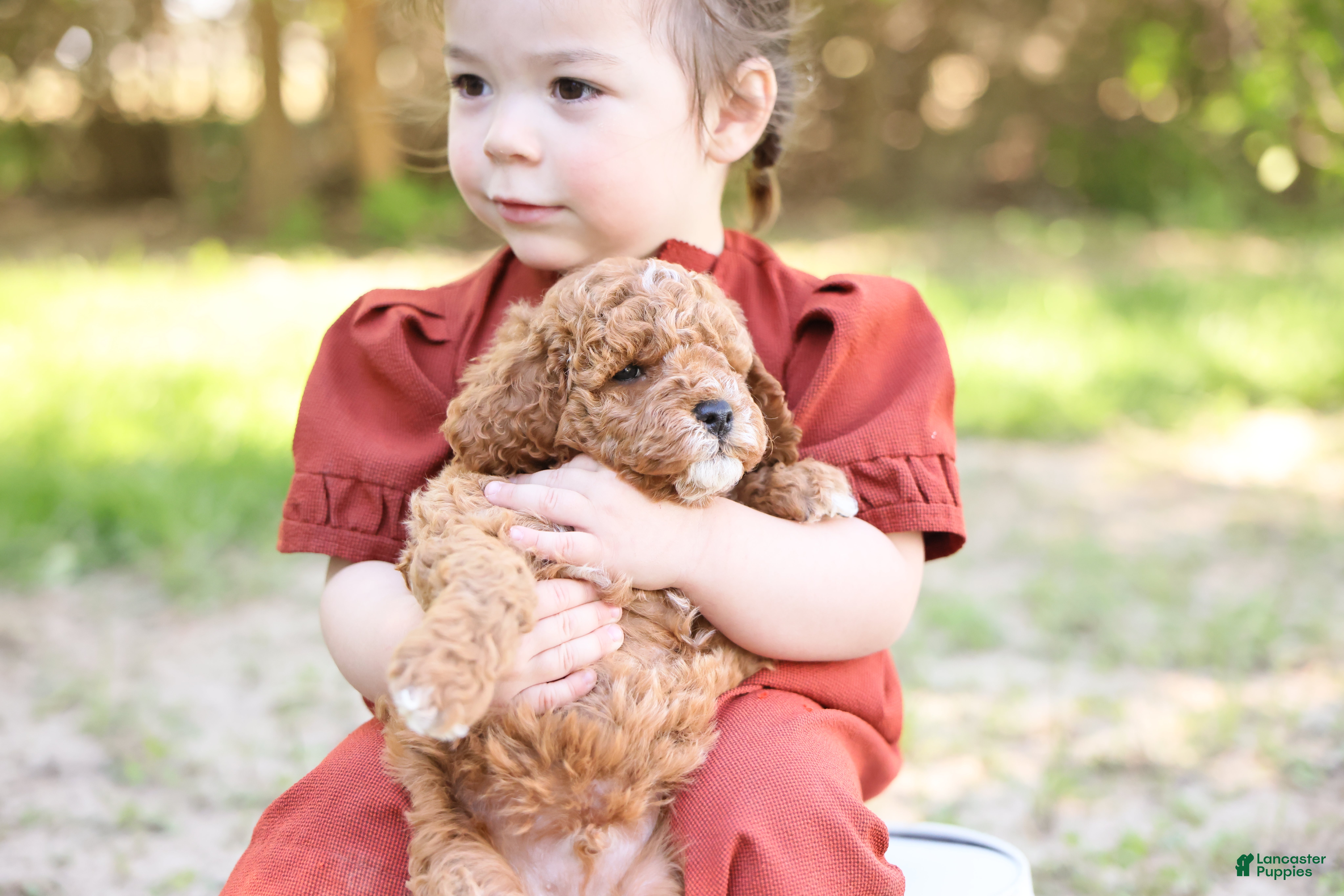 Goldendoodle dogs Robin - Ad 2