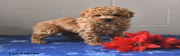 Miniature Labradoodle dogs for sale: Riley - Ad 2