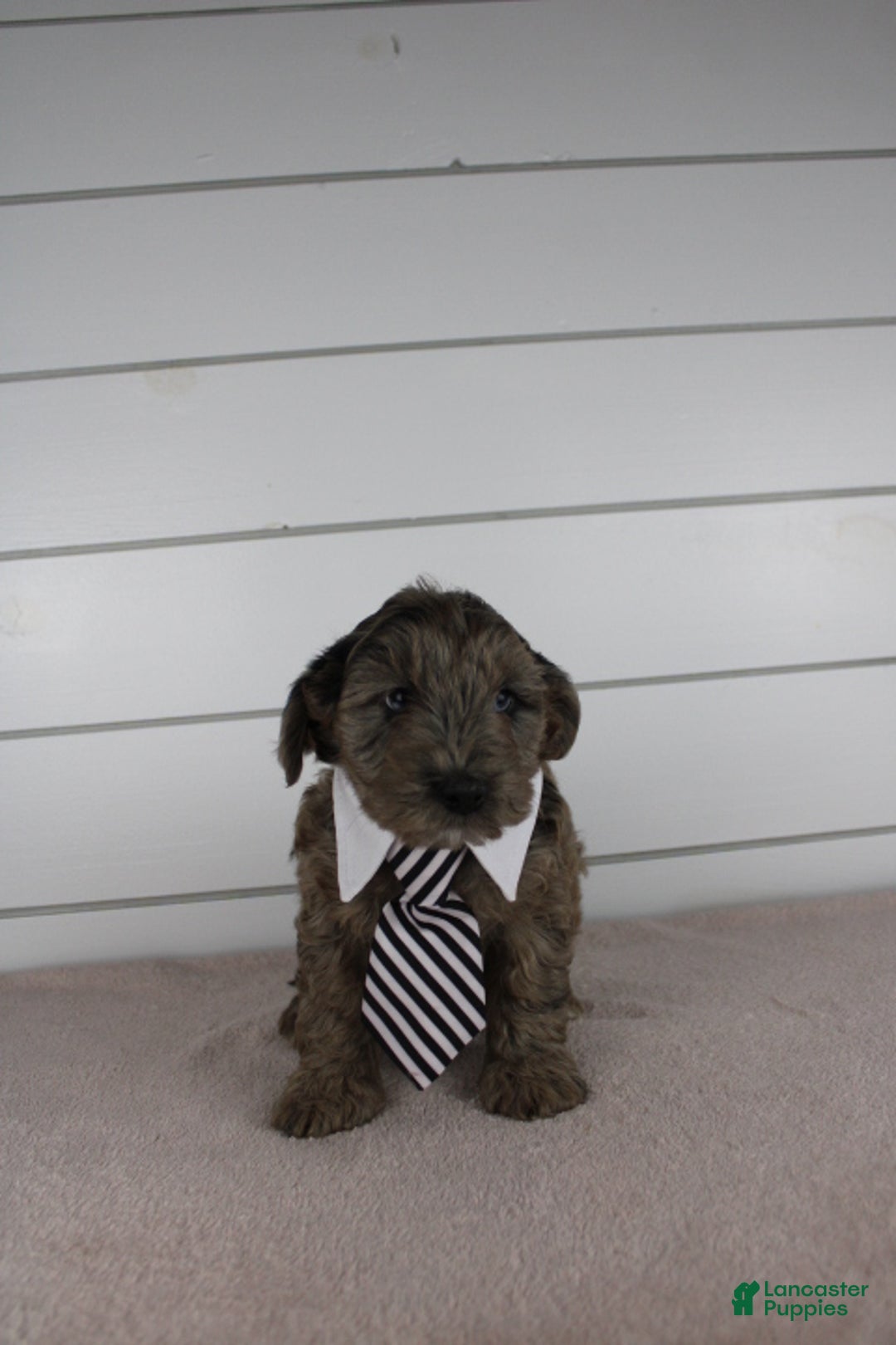 Yorkiepoo dogs for sale: FELIX - Ad 3