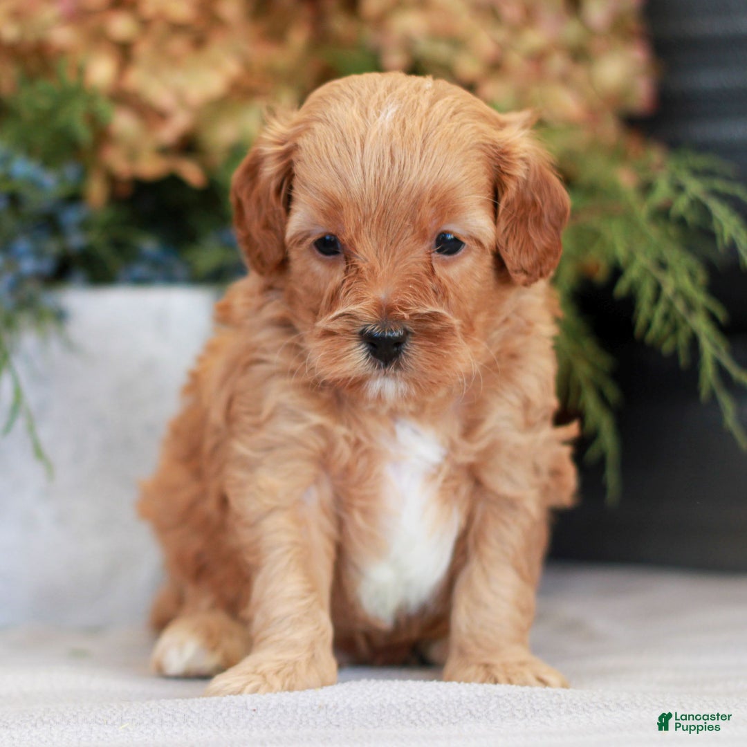 Cavapoo dogs for sale: Maverick  - Ad 2