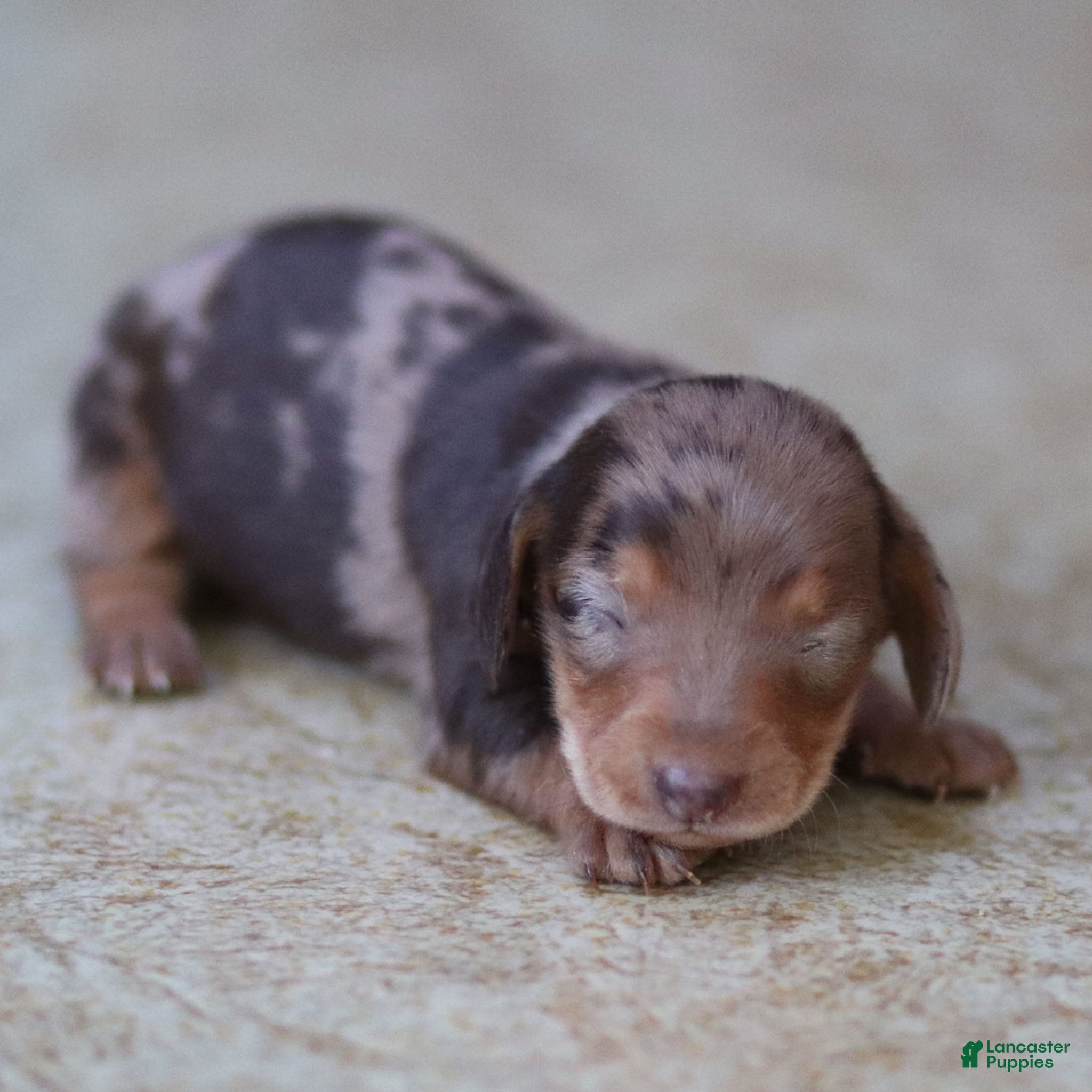 Miniature Dachshund dogs Honey - Ad 11
