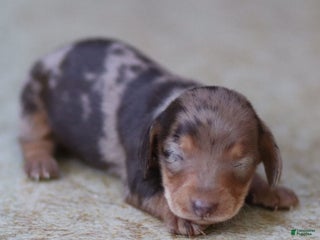 Miniature Dachshund dogs Honey - Ad 13