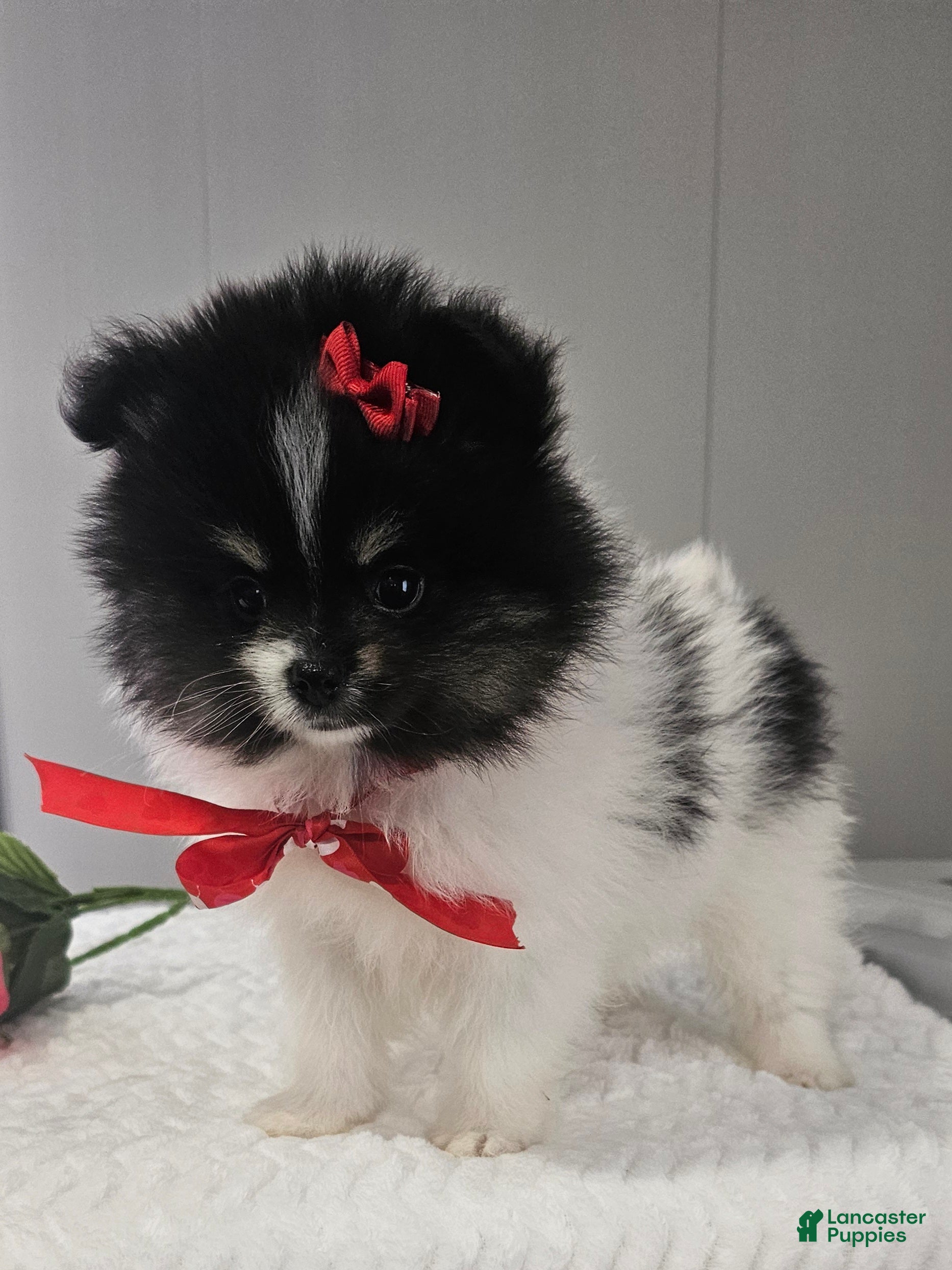 Pomeranian dogs Roxie  - Ad 21