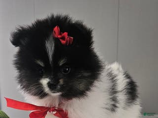Pomeranian dogs Roxie - Ad 14