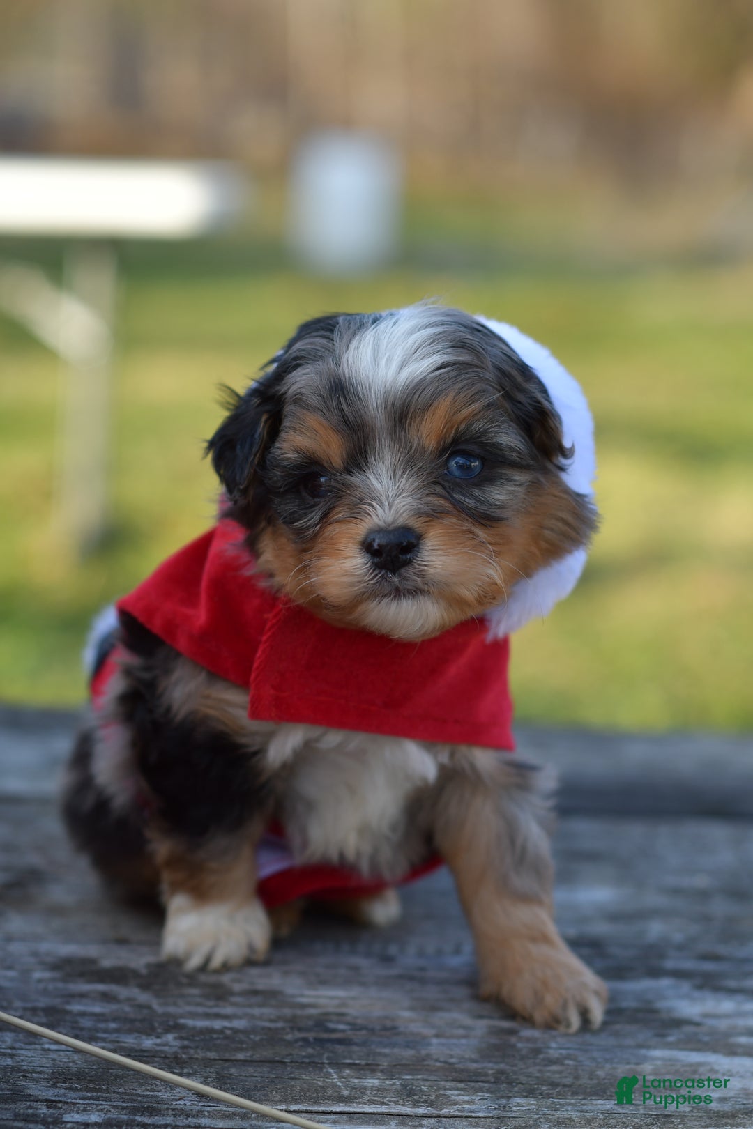 Mini Aussiedoodle dogs for sale: Cash - Ad 16