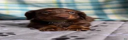 Miniature Dachshund dogs for sale: Green Collar Miniature Dachshund Male Chocolate and Tan Long Haired - Ad 10