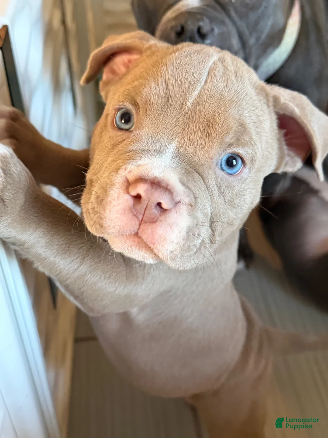 American Bully dogs for sale: American Bully 2 - Ad 2
