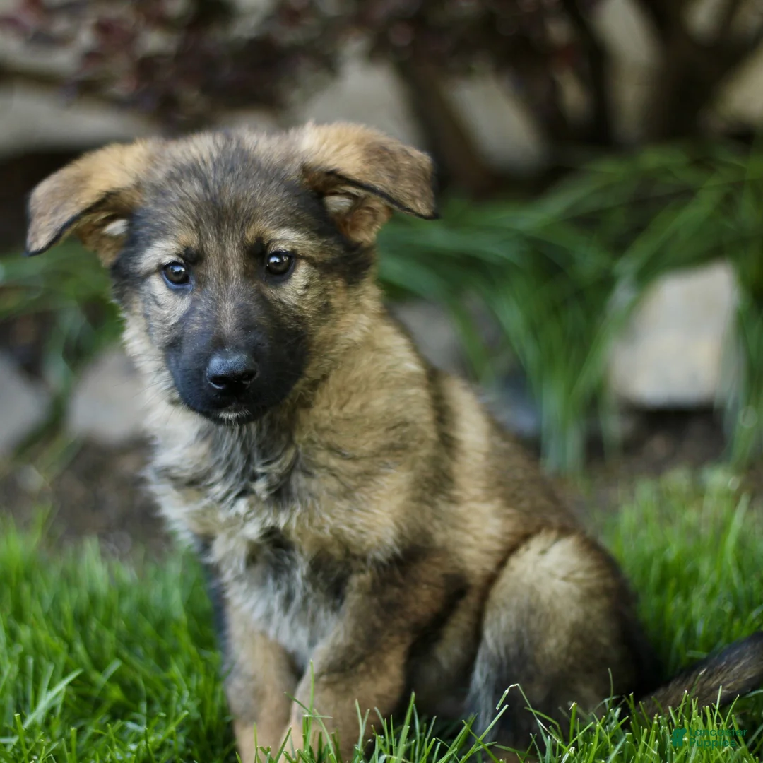 Mixed Breed dogs for sale: Oceana - Ad 1