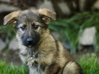 Mixed Breed dogs for sale: Oceana - Ad 3