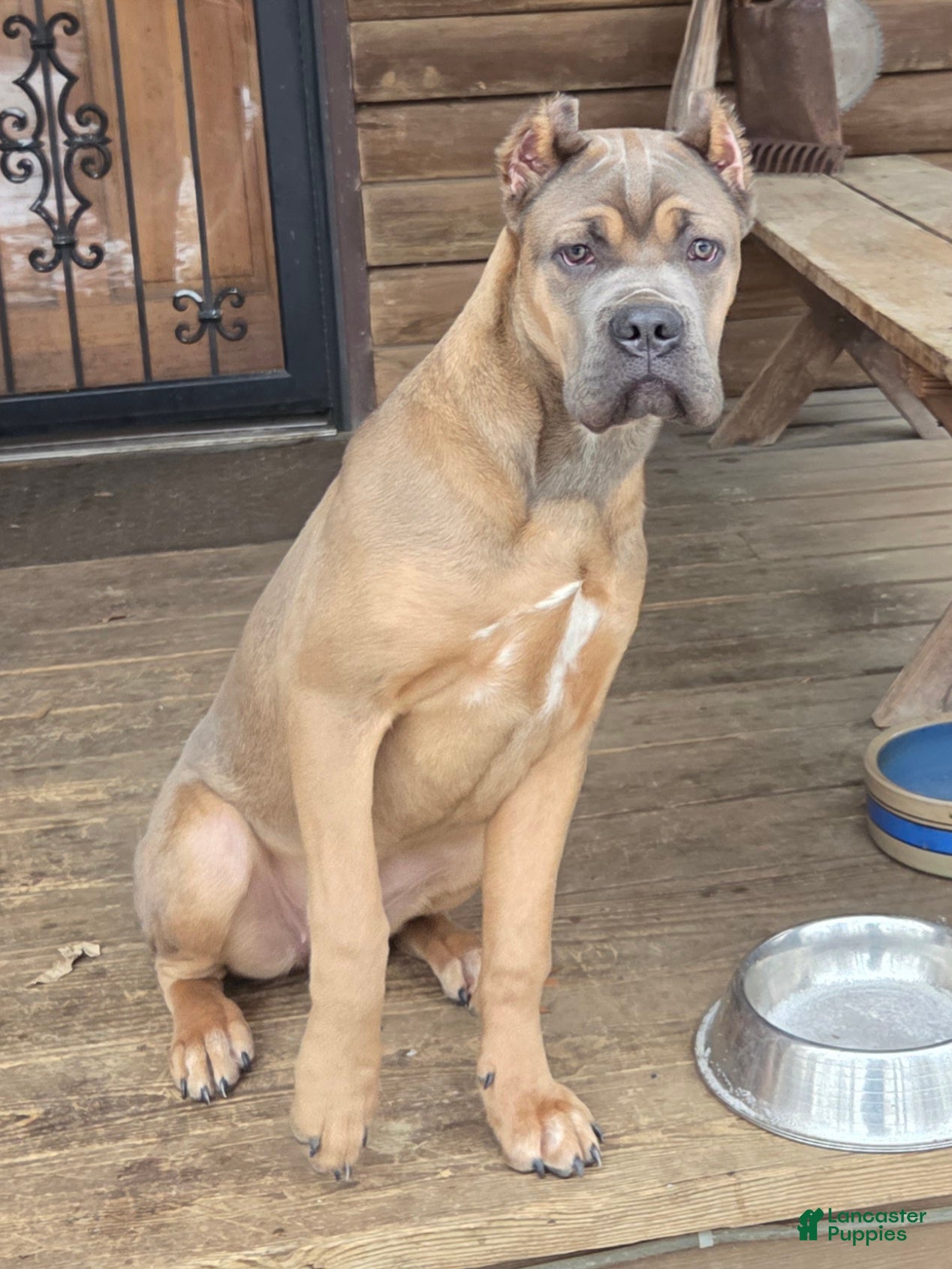 Cane Corso dogs Doja - Ad 1