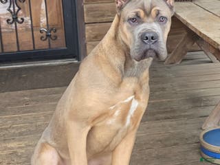 Cane Corso dogs Doja - Ad 1