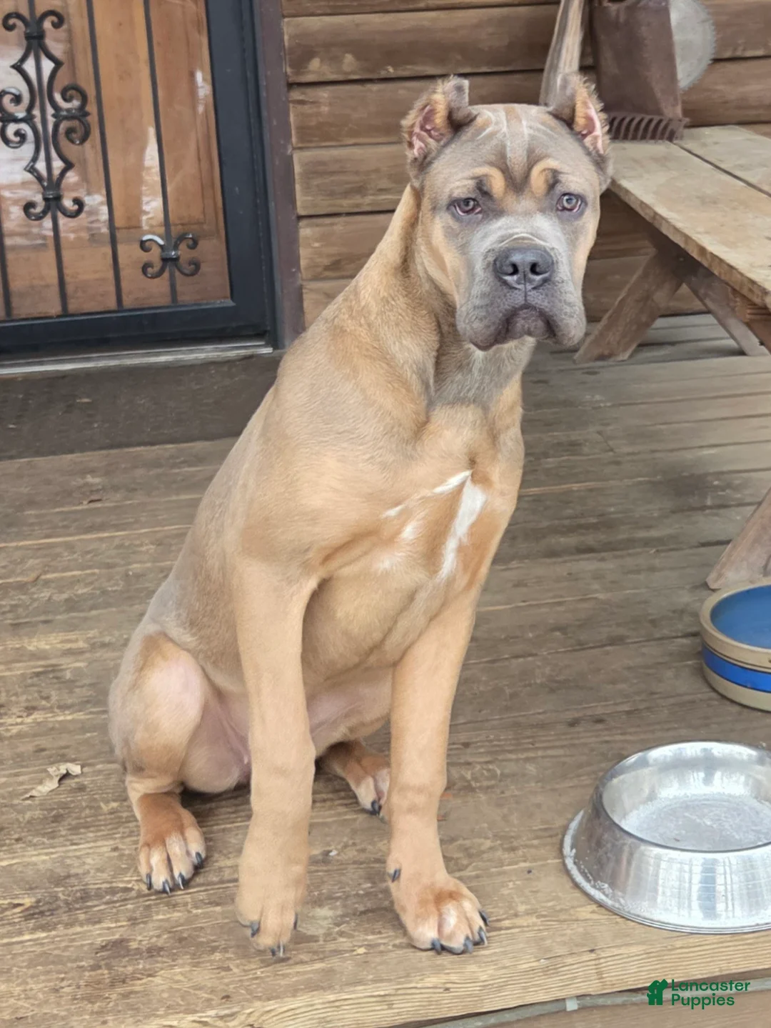 Cane Corso dogs for sale: Doja - Ad 1