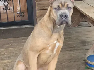 Cane Corso dogs Doja - Ad 29
