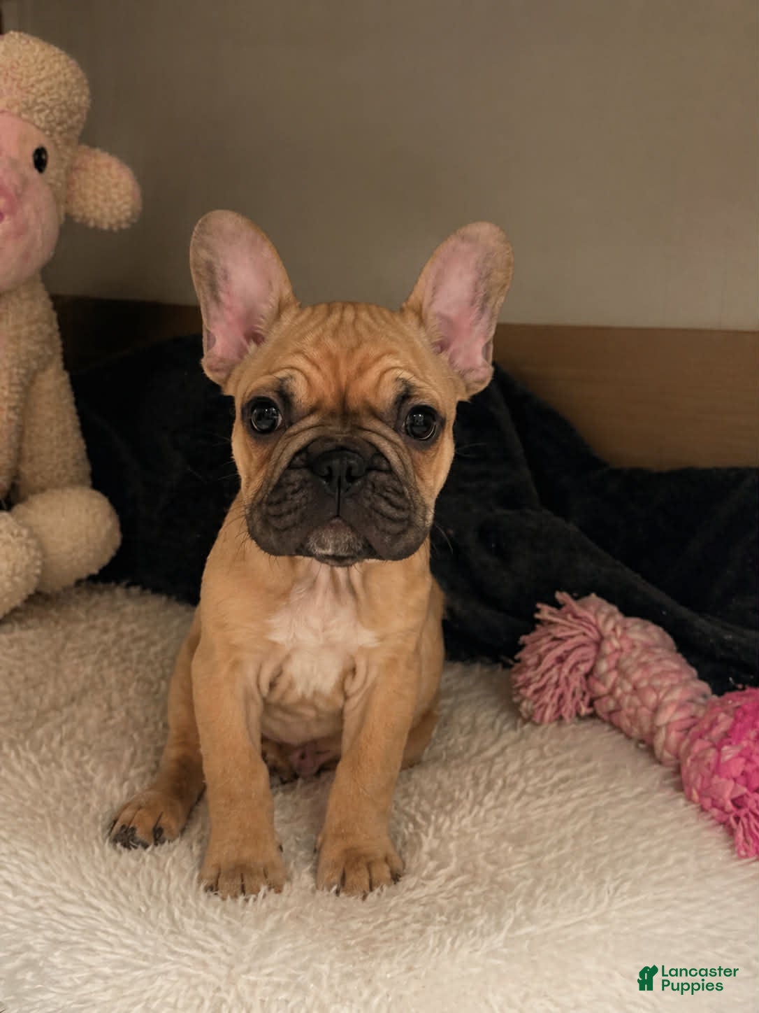 Frenchton dogs Penelope - Ad 1