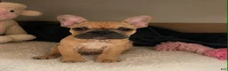 Frenchton dogs for sale: Penelope - Ad 1