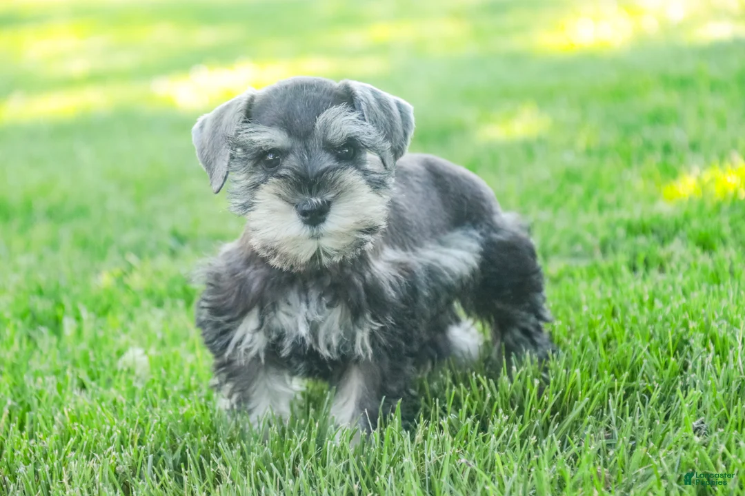 Miniature Schnauzer dogs for sale: Nancy Lynn - Ad 2