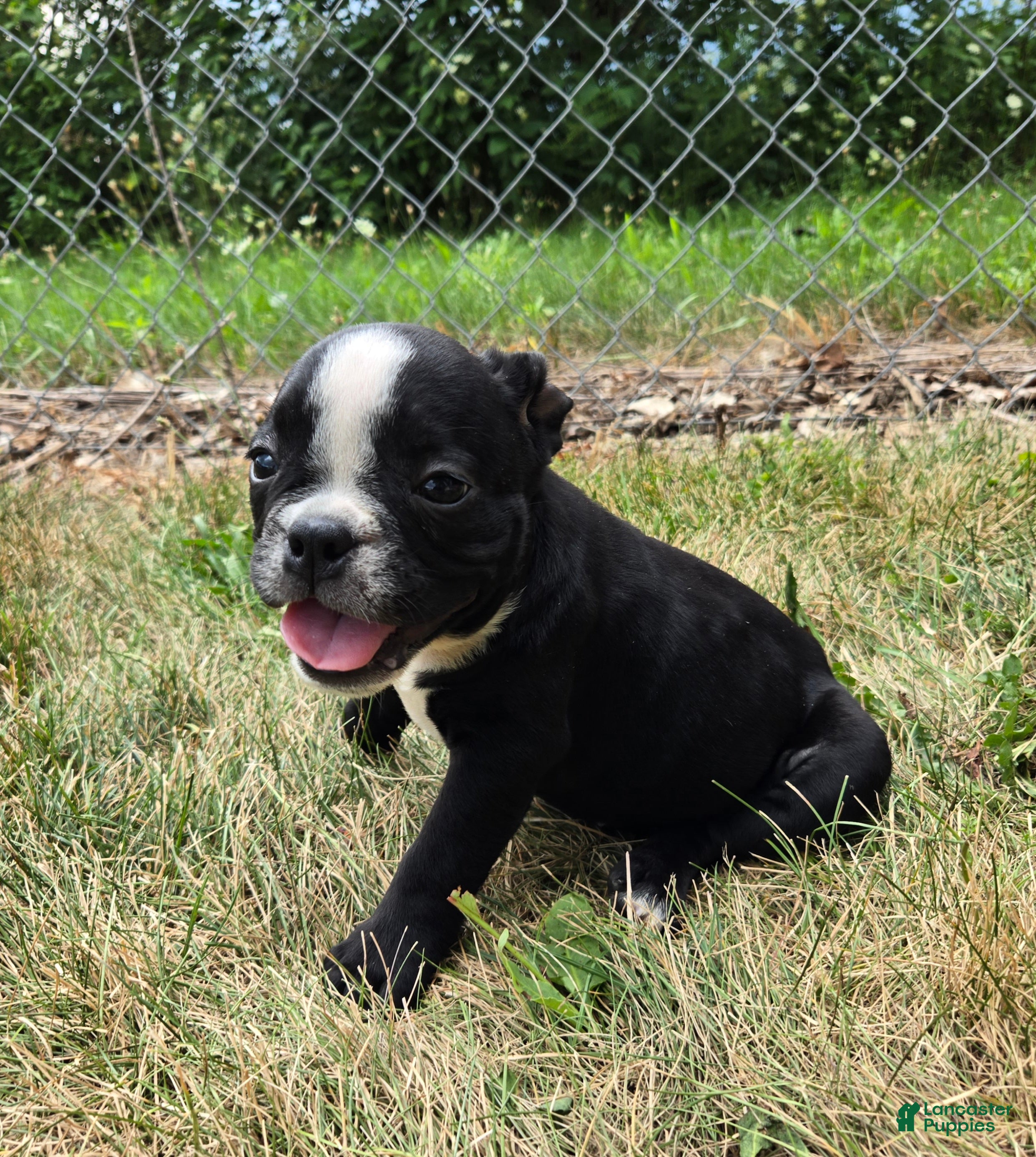 Olde English Bulldogge dogs Jessie - Ad 1