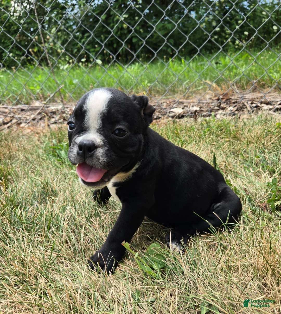 Olde English Bulldogge dogs for sale: Jessie - Ad 2