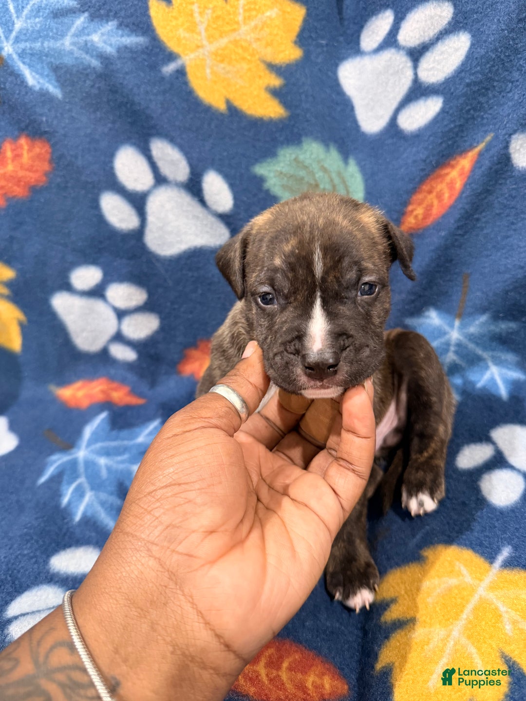 American Bully dogs for sale: American Bully Puppy 2 - Ad 1