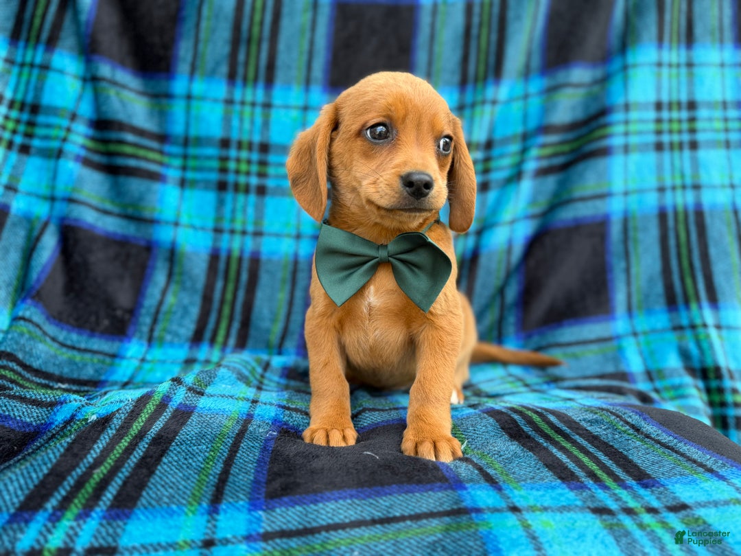 Beagle dogs for sale: Otter - Ad 6