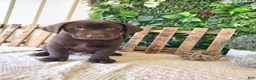 Labrador Retriever dogs for sale: Victor - Ad 4