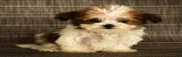 Havapoo dogs for sale: Tucker - available 8/17/26 - Ad 8