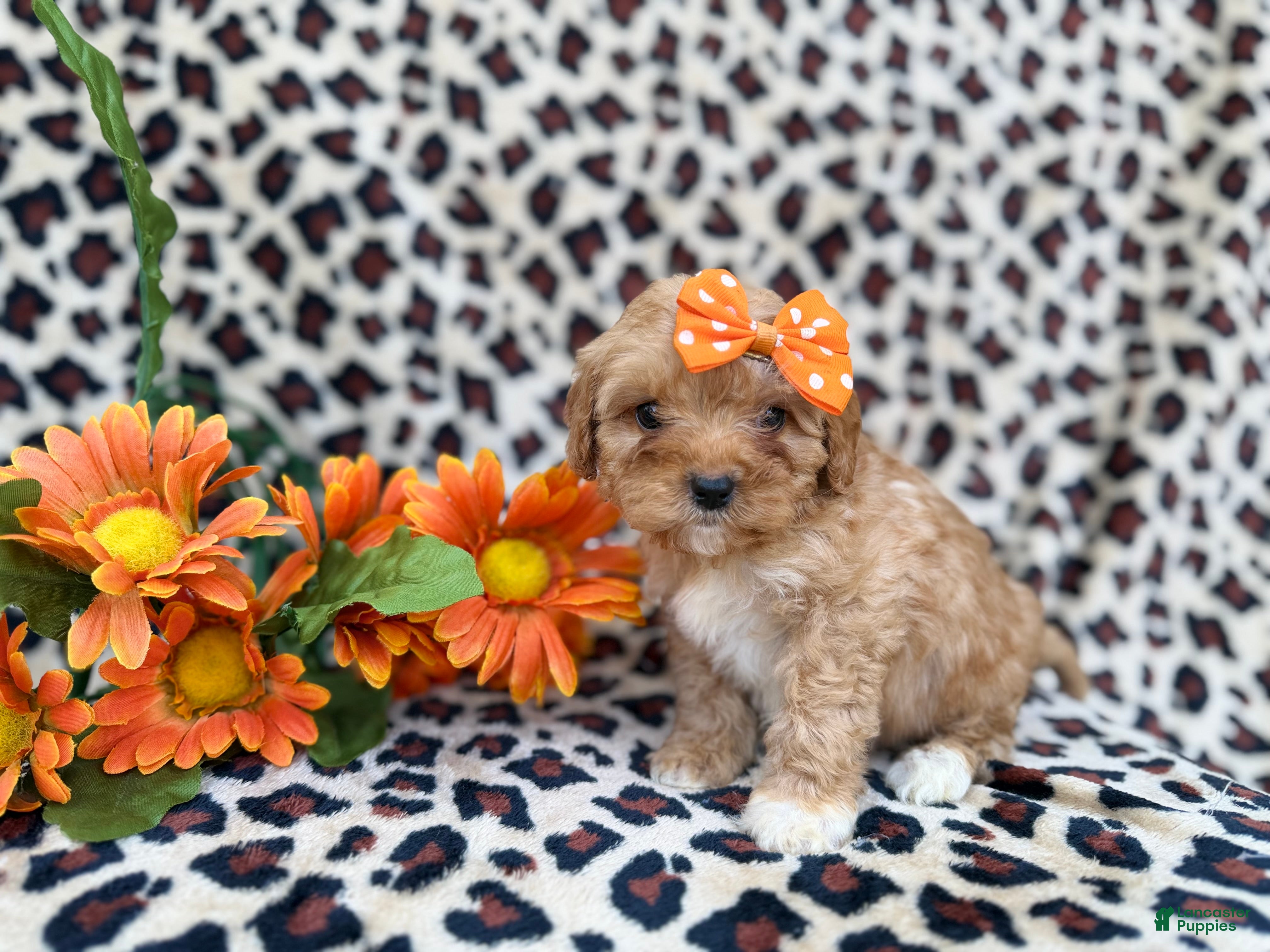 Cavapoo dogs Sissy - Ad 12