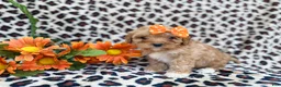 Cavapoo dogs for sale: Sissy - Ad 1
