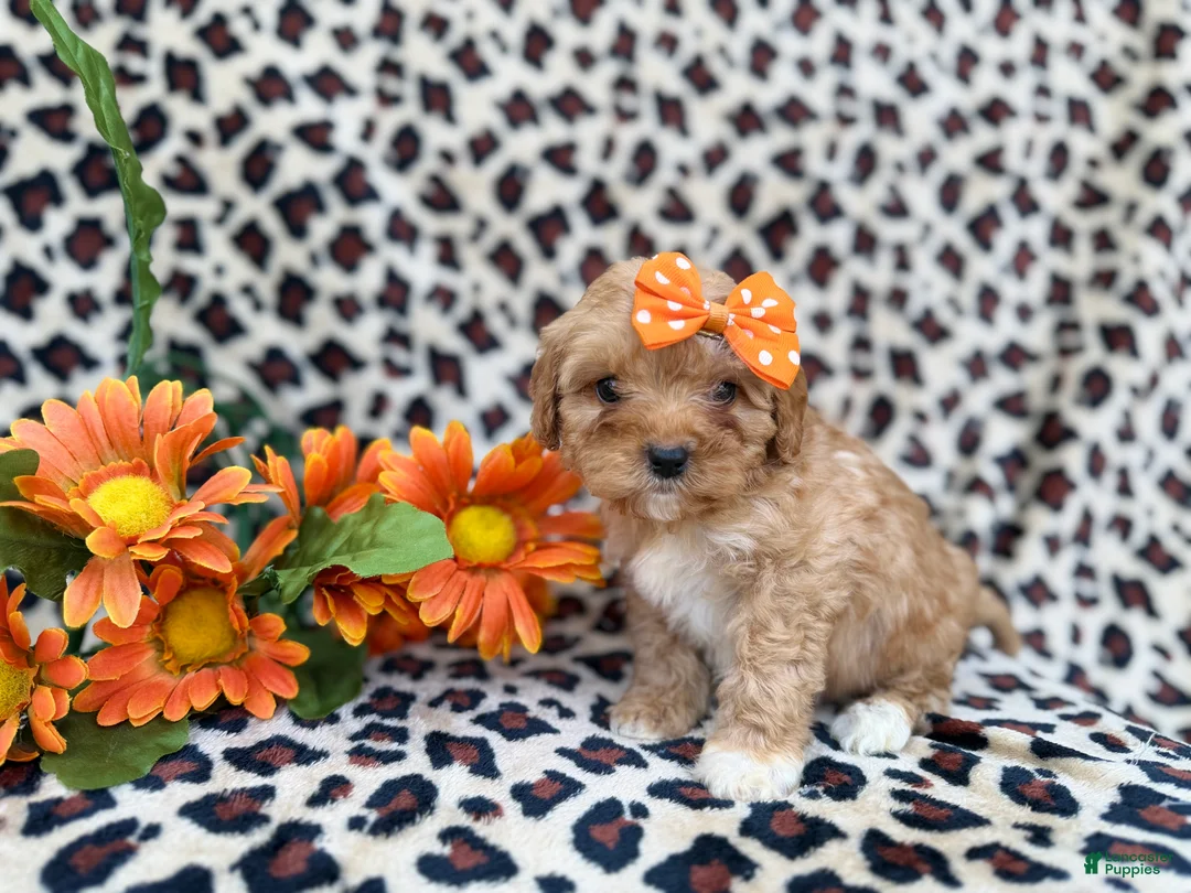 Cavapoo dogs for sale: Sissy - Ad 1