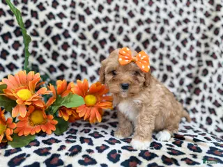 Cavapoo dogs Sissy - Ad 12