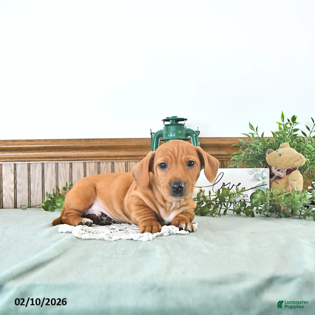 Miniature Dachshund dogs for sale: Brody - Ad 5