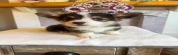 Welsh Corgi Pembroke dogs for sale: Tortellini - Ad 4