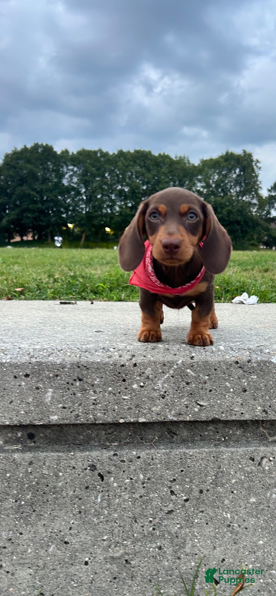 Dachshund dogs Kevin - Ad 1