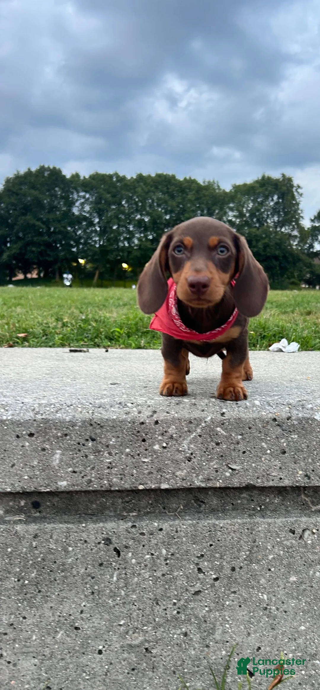 Dachshund dogs for sale: Kevin - Ad 1