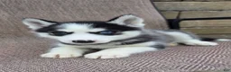 Siberian Husky dogs for sale: Emerson  - Ad 6