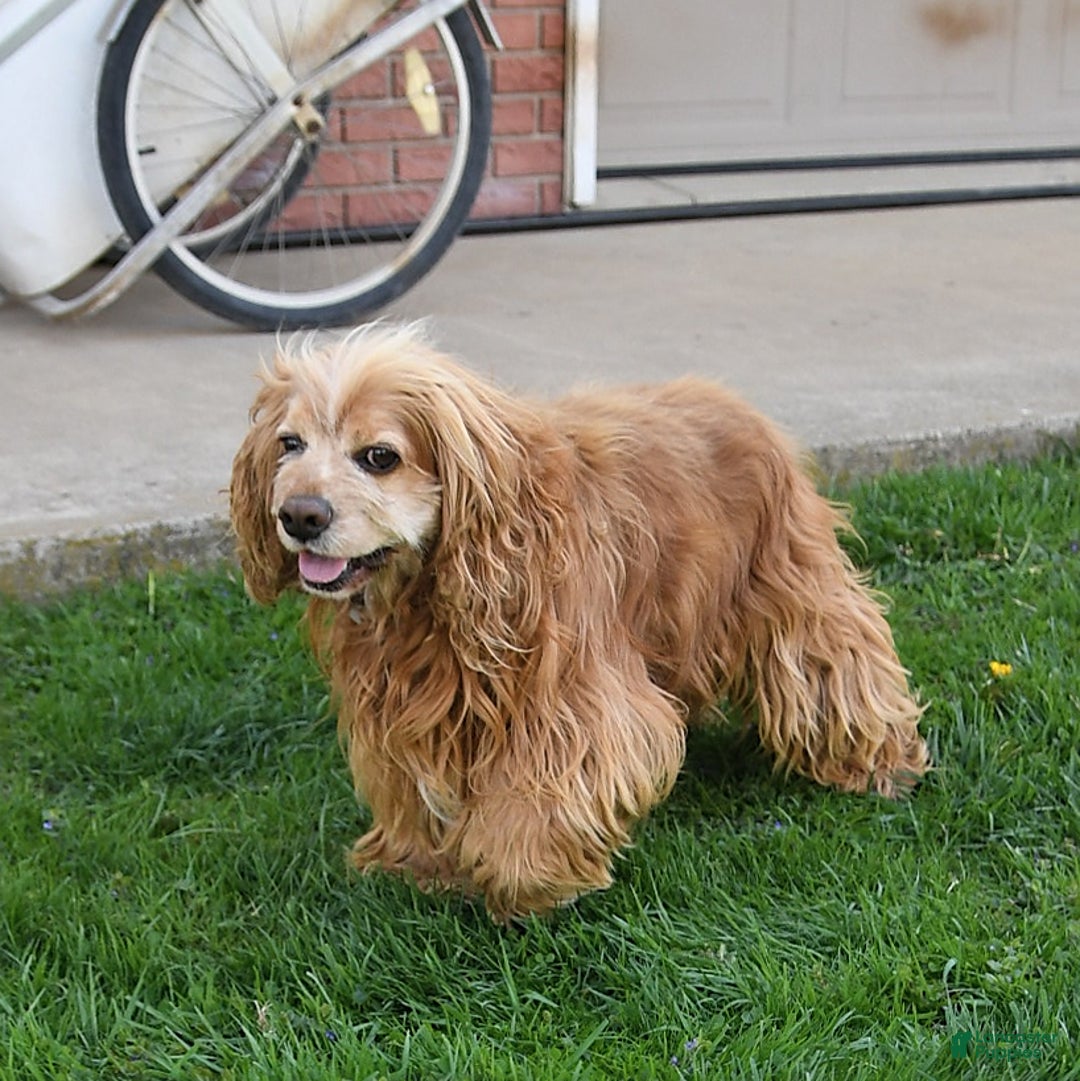 Cocker Spaniel dogs for sale: Dasher - Ad 11