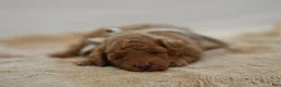 Miniature Poodle dogs for sale: Meeny - Ad 9