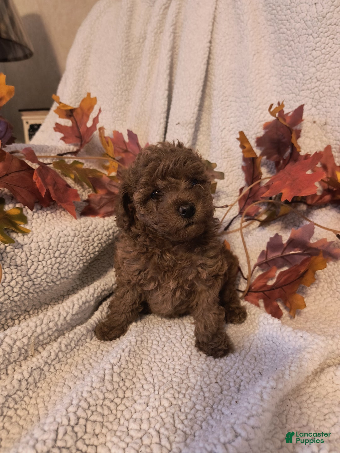 Toy Poodle dogs for sale: Kate - Ad 6