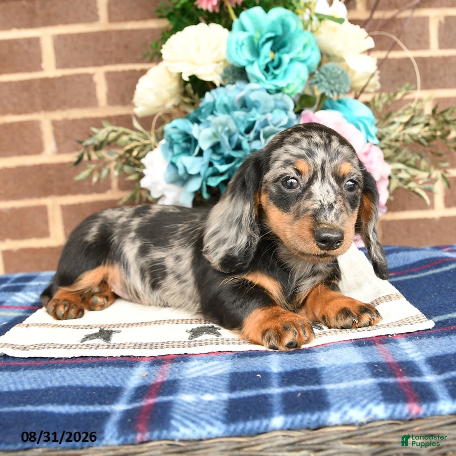 Miniature Dachshund dogs Liz  - Ad 2