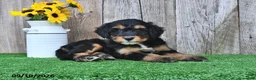 Mini Aussiedoodle dogs for sale: Judy - Ad 3