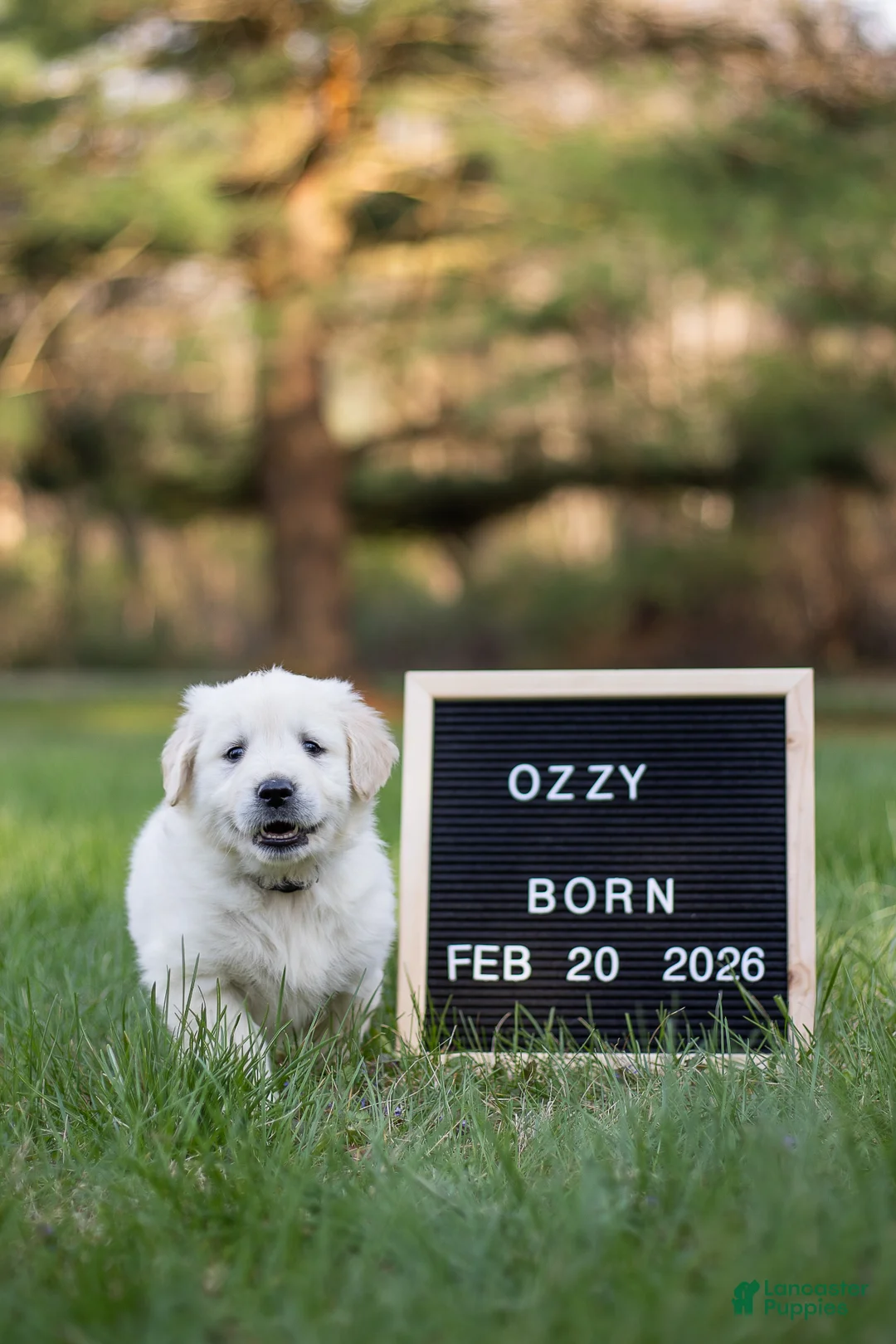 Golden Retriever dogs for sale: Ozzy - Ad 1