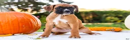 Boxer dogs for sale: Orlando Boxer - Ad 14