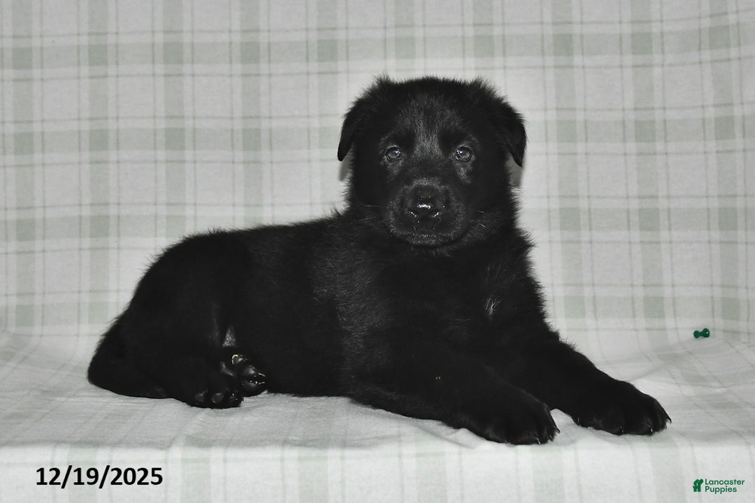 German Shepherd dogs for sale: Zander - Ad 2